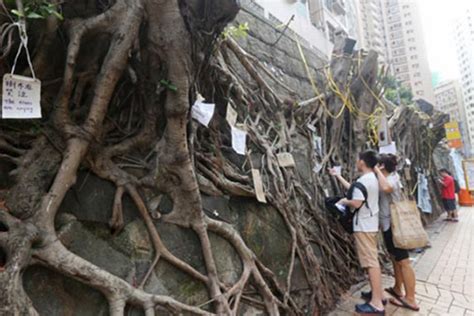 斬樹|香港特別行政區立法會